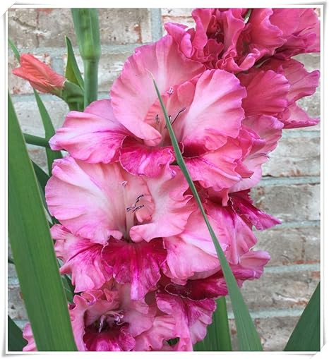 Amazon グラディオラス球根 グラディオラス球根 球根 販売 開花植物 春の花 綺麗な 観賞植物 明るい色 美しい若者成長しやすい 8 球根 1 花