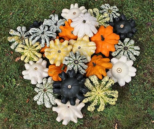 La Verde MEIN GARTEN UND ICH. Orbis F1 Mix Zierkürbis Samen für ca. 8–10 Pflanzen, Fruchtgemüse, dekorativ, lange haltbar, Saatgut ohne Gentechnik