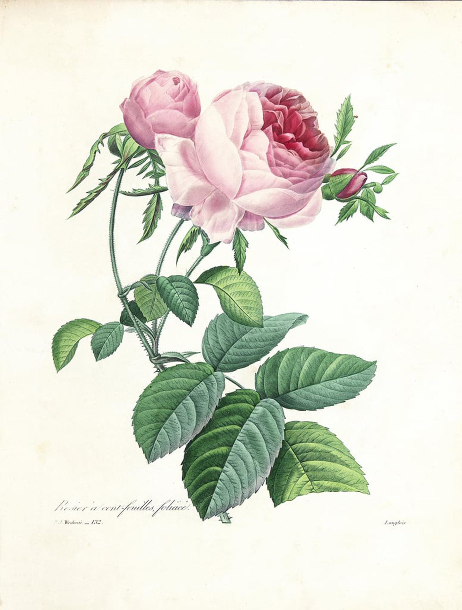 SERENDIPITP Retro Picture Poster Wall Art Pictures Painting Hundred-Leaved Rose by Pierre Redouté Wall Art Canvas Print for Wall Decor 60x90cm