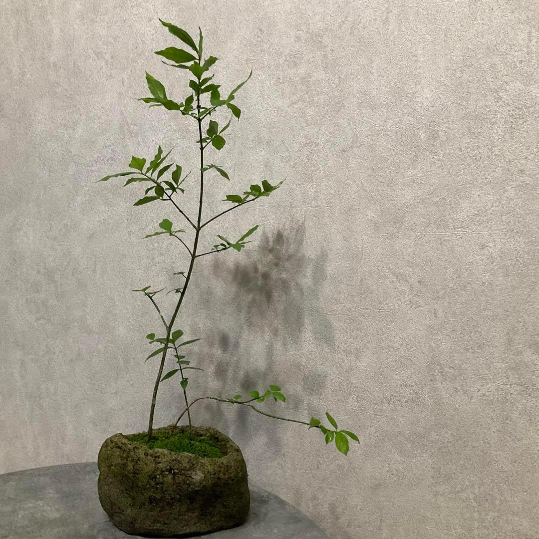 光触媒 人工観葉植物 ウォールグリーン フェイクグリーン シマトネリコ