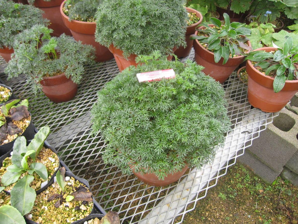 山野草　希少色丹島固有種　カタオカソウ　大株 山野草 希少色丹島固有種 カタオカソウ 大株