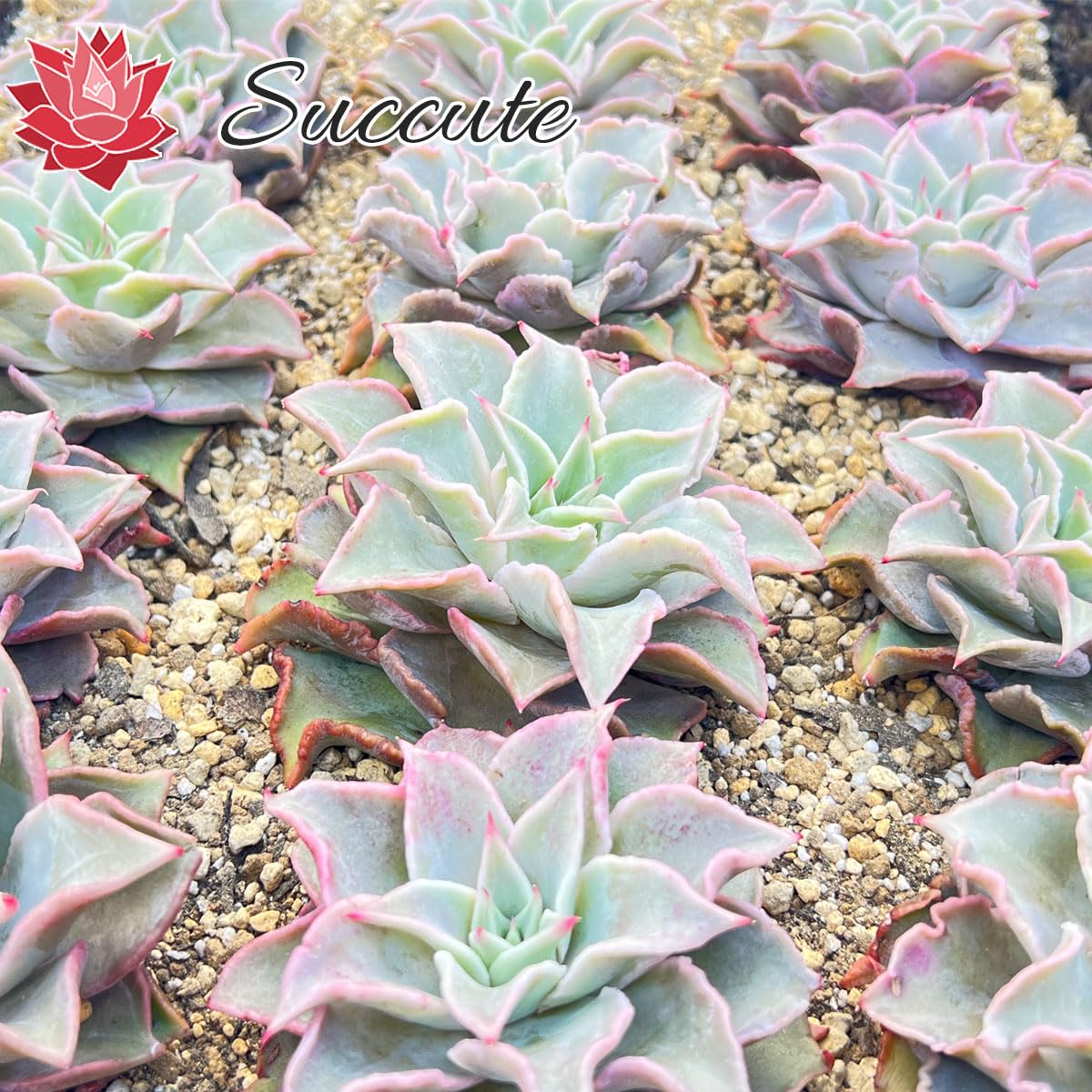 Amazon.co.jp: 【Succute】エケベリア 多肉植物 マディバ（マティバ
