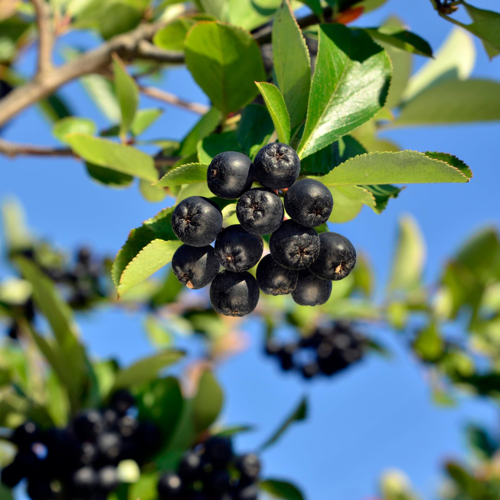 Alpi Nature Bio Aroniapulver (250 g) Aronia Materia od kontrolowanej uprawy organicznej test proszkowy Aronia wegańskie 100% naturalne delikatnie zmielone oczywiście bez dodatków