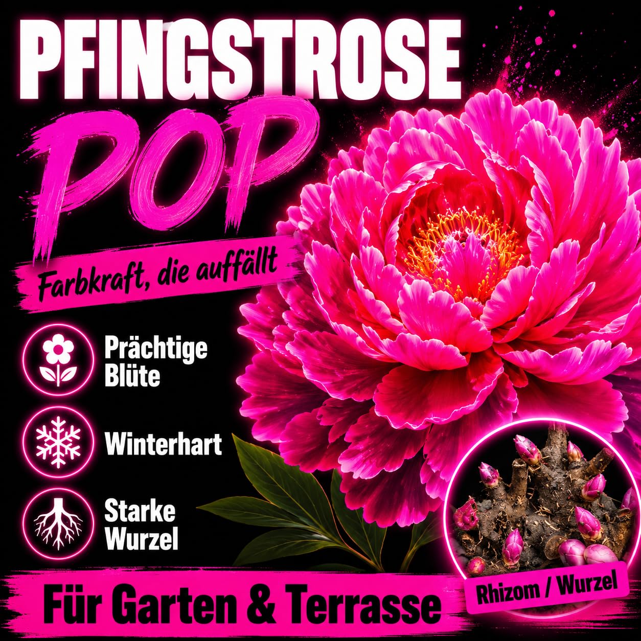 Schick Pfingstrosen, Kunst Design, Exklusive Geschenke, Hochwertige Dekoration,-10zwiebeln-C