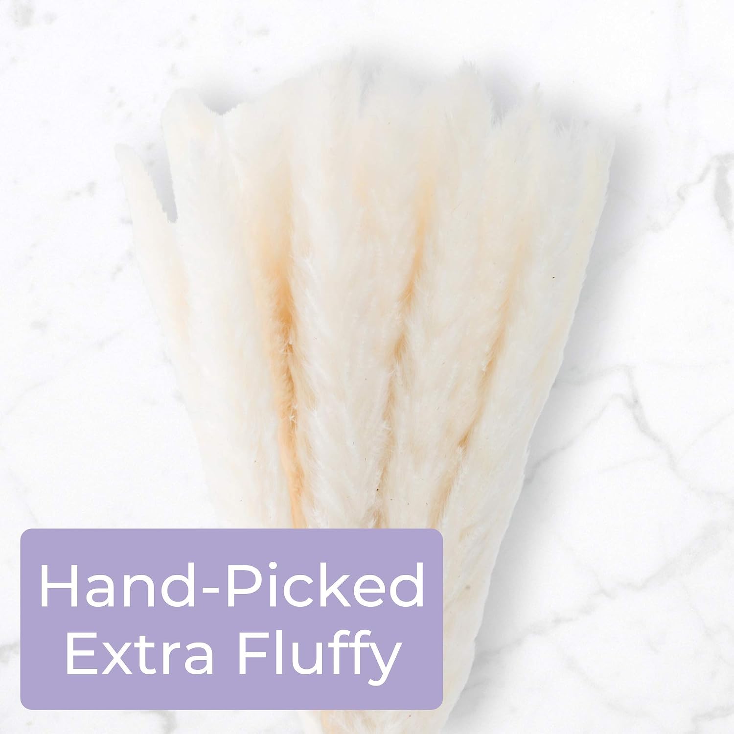 40 Pack GlamStems White Dried Pampas Grass Decor 18in w/ Safe Box | Pampas Grass Large | Pampas Grass Small | Dry Pampas Grass | Small Pampas Grass Tall | Pampas Grass Decor Tall Fluffy | Dried Grass
