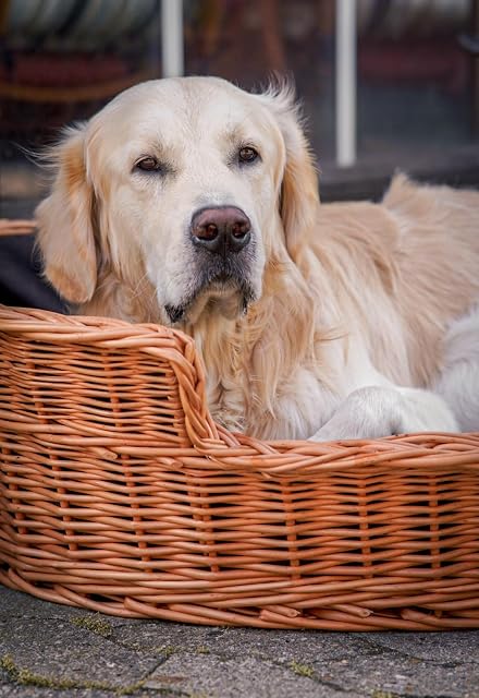 Foto 7 de 8 de e-wicker24 - Cama de mimbre para perro, sofá elevado, cómodo y lujoso para perros