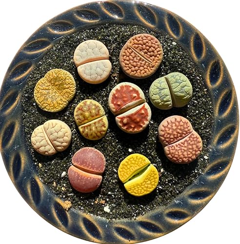 Live Lithops - Plantas suculentas, 10 unidades, variedad colorida de arcoíris, selección aleatoria, raíz desnuda sin maceta y tierra, decoración de