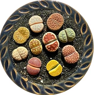 Live Lithops Succulent Plants, 10 Pcs, Rainbow Colorful Variety, Random Pick, Bare Root Without Pot & Soil, Indoor Office Desk Decoration, Plant Lovers Gifts