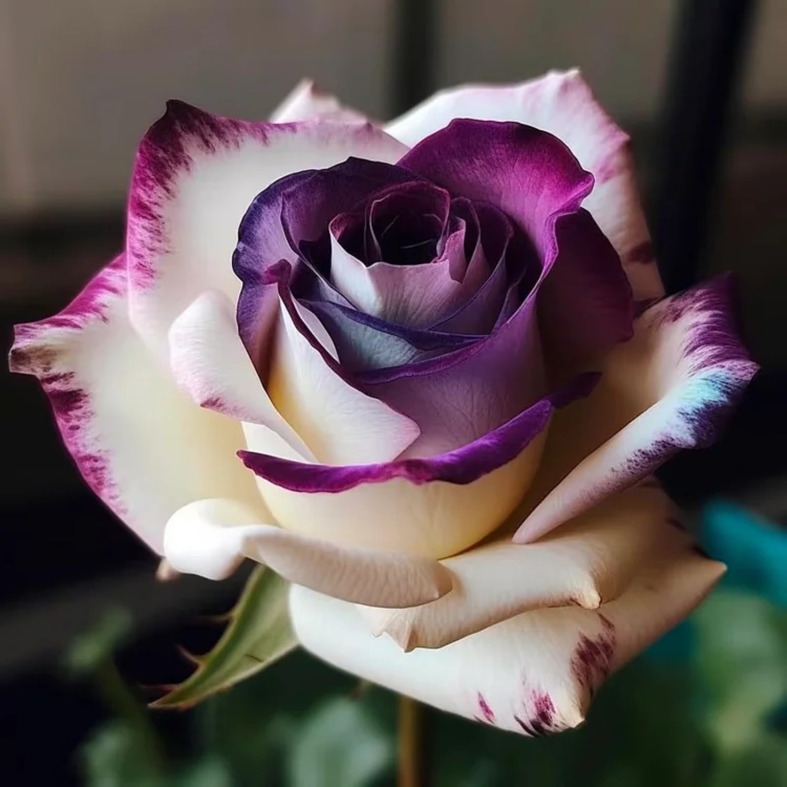 Unique Rose Bulbs for Planting Now UK Ornamental Perennial Natural Organic Excellent Good for Containers Cold-Resistant Easy Plant Display Greening Flower-2bulbs-O — image 1