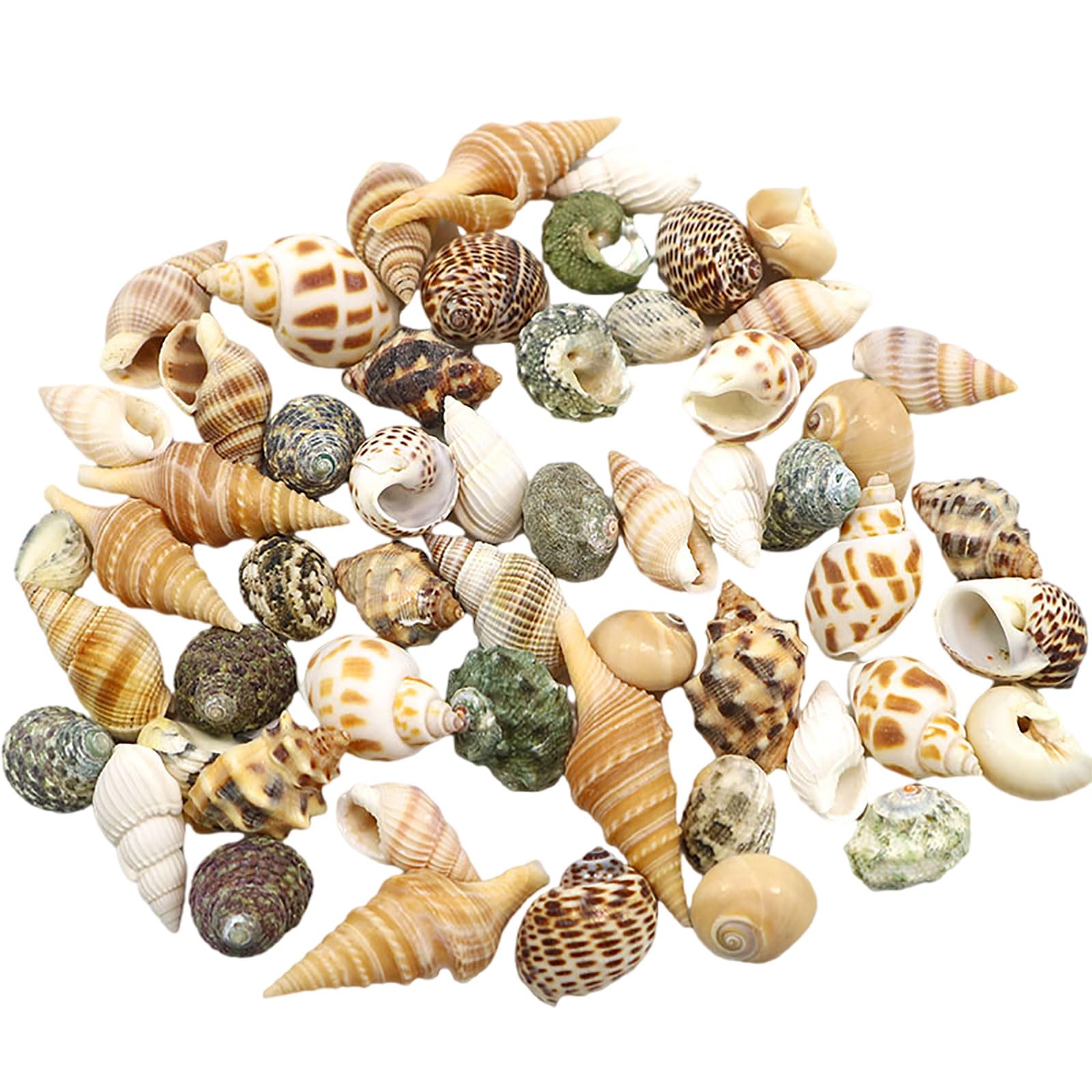 COYOUCO Hermit Crab Shells Hermit Crab Supplies Small To Medium Hermit Crab Replacement Shell Natural Conch Shell DIY Fish Tank Aquarium Decoration,A