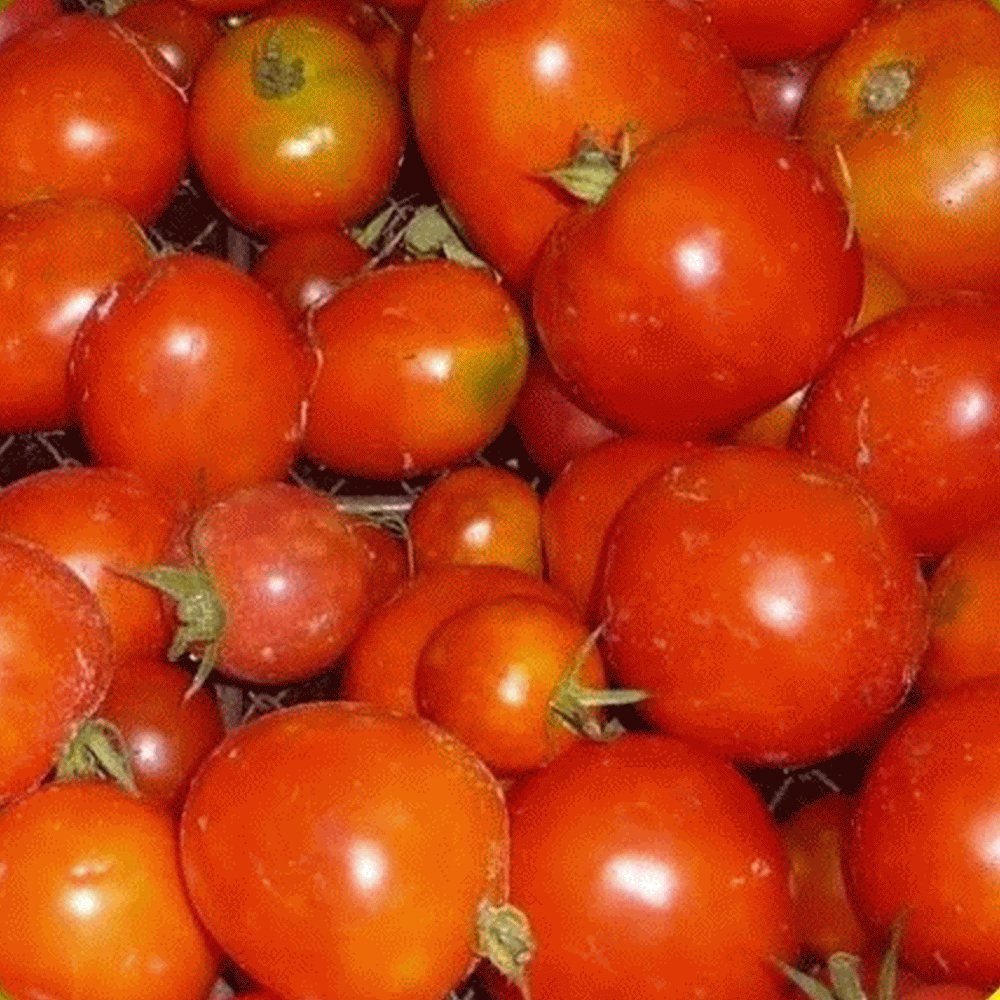 Portal Cool 50 Semi siberiano Pomodoro - Everwilde Farms Mylar Bustina di semi