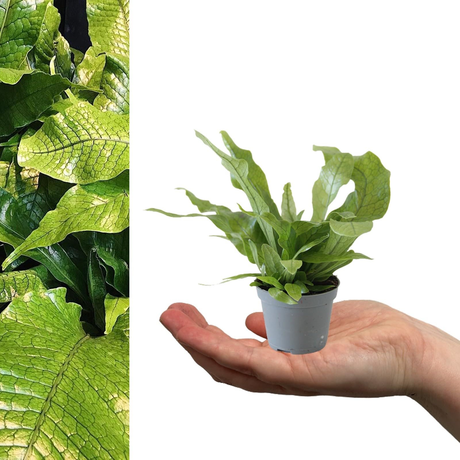 Microsorum Crocodyllus Fern - Crocodile Fern - 15-20cm in Height Inc Pot - Mini Indoor Plant - Easy to Maintain (1 Plant)