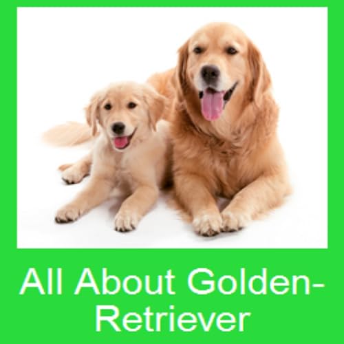 All About Golden Retriever