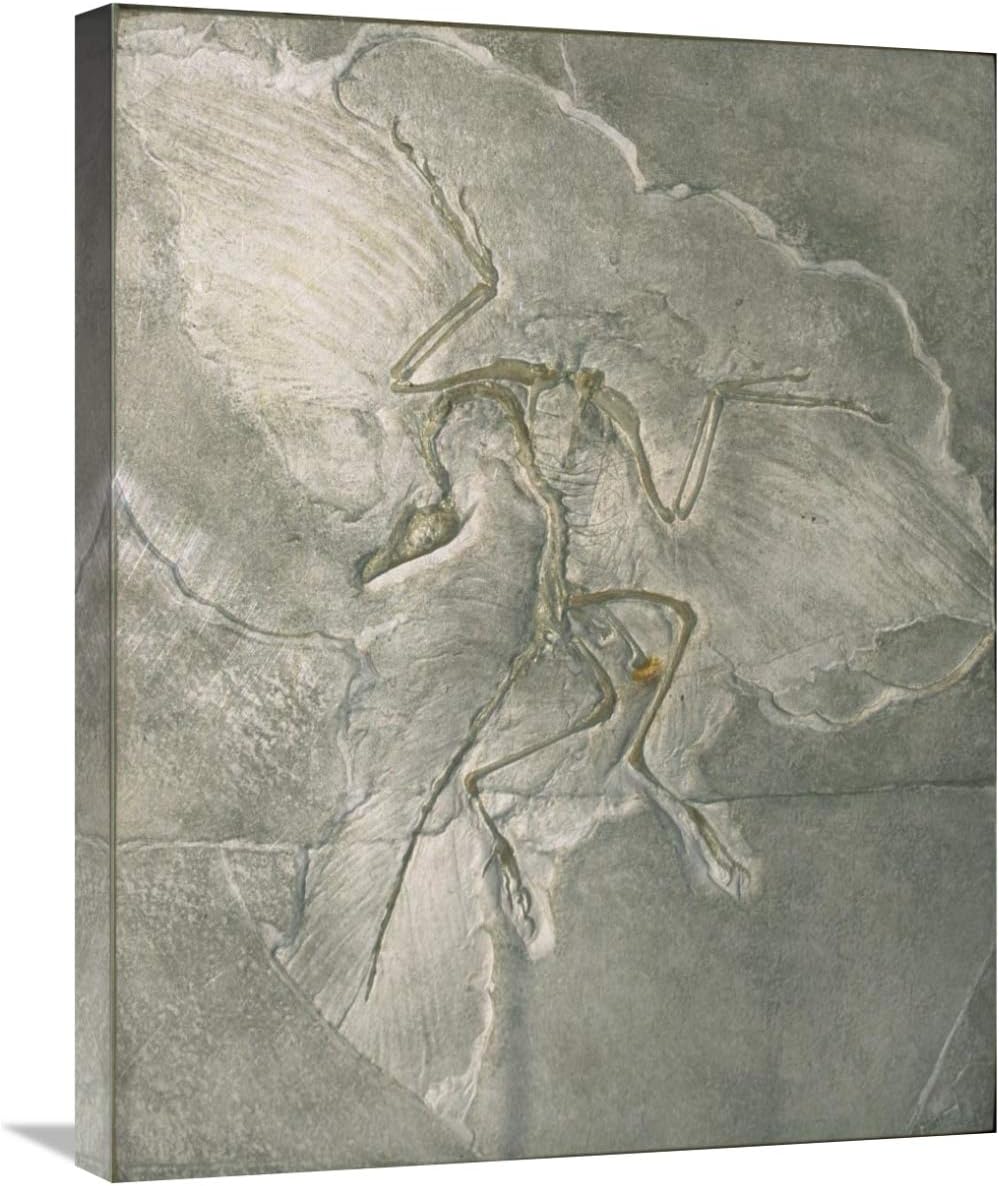Global Gallery Archaeopteryx Bird Fossil, Solnhofen, Germany-Canvas Art-22"x28"
