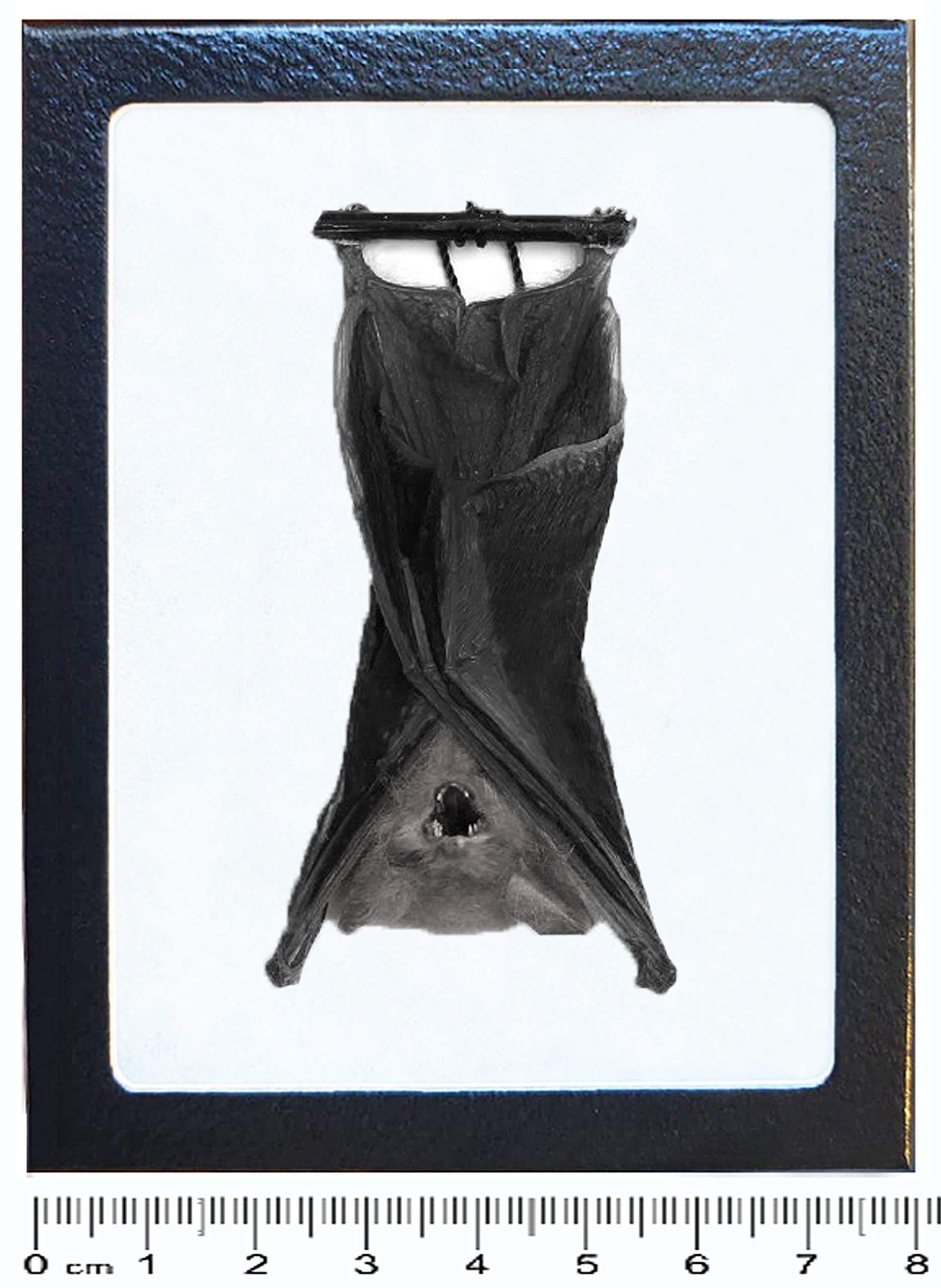 BicBugs Kerivoula pellucida bat Hanging Wings Closed Indonesia Framed