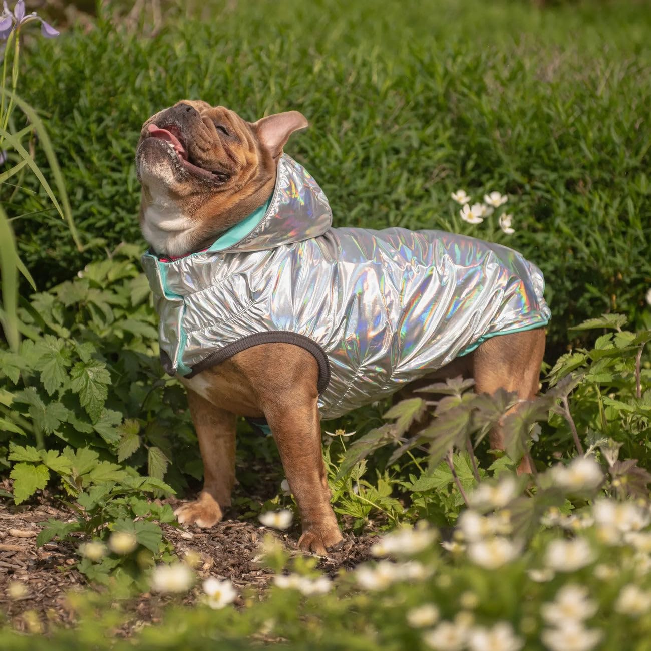 GF Pet Reversible Raincoat - Regenjacke- wasserdichte Hundebekleidung- Größe M Hundemantel Rückenlänge 38cm- Neongelb mit Krawattenfärbung