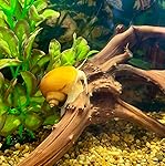 Review Image by Victor and Jennifer Victor and Jennifer