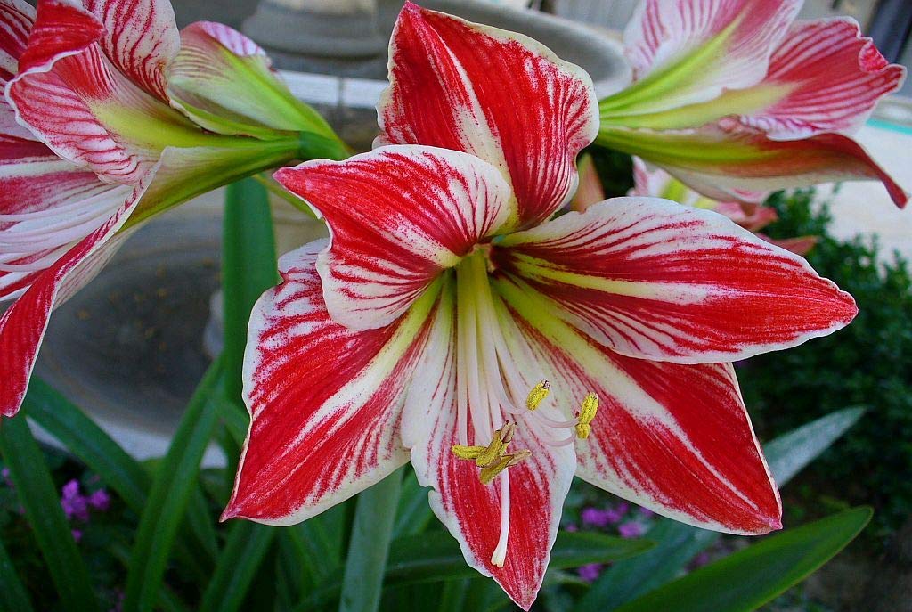 Buy Amaryllis HIPPEASTRUM Compost Soil for Amaryllis (Naked Lady, Belladonna Lily, Jersey Lily
