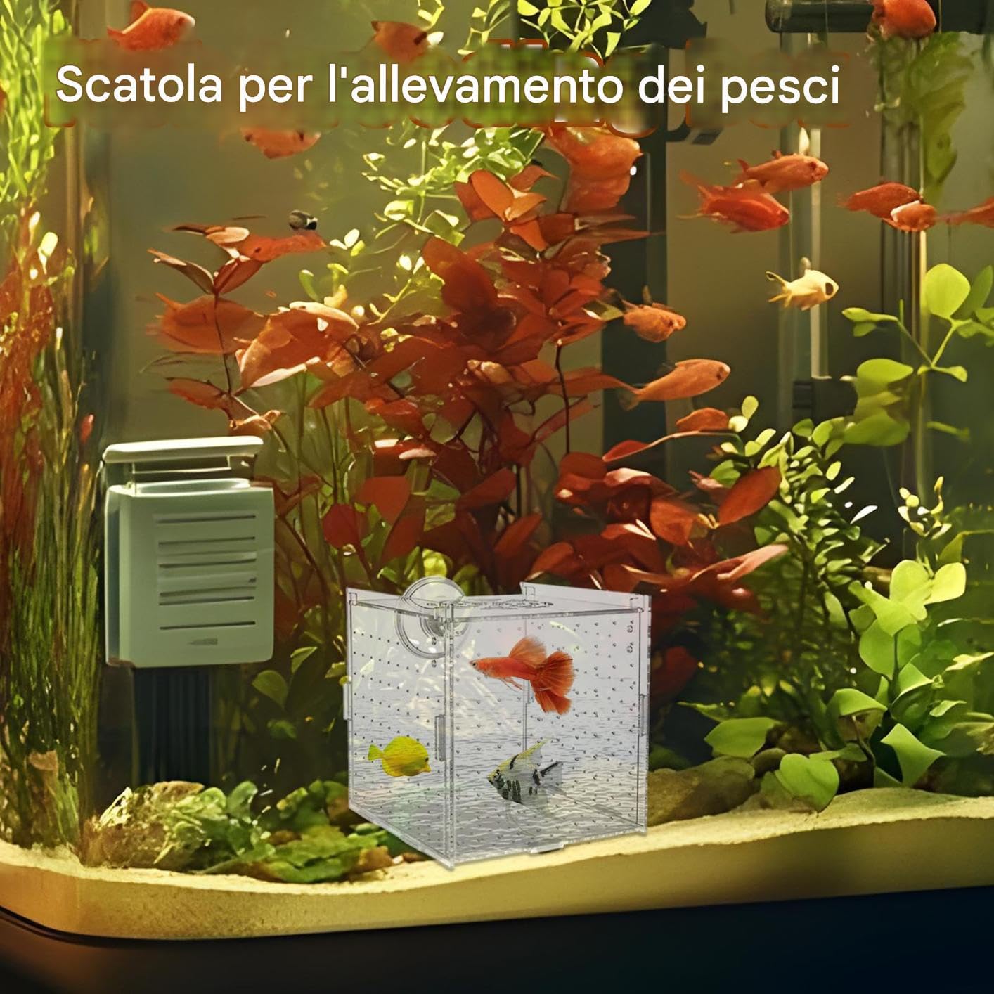 Scatola Isolamento per Vasca Pesci - Vasca Per Acquario In Acrilico Trasparente - Container Stabile per Allevamento di Gamberetti Guppy Pesci Angelo Adattamento e Schiusa
