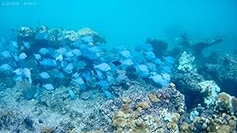 Review Image by Dennis Dennis