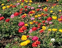 Vista 4 de Semillas Musgo Rosa Doble Mezcla Portulaca Flores Anuales