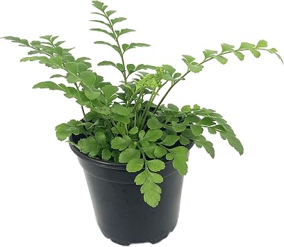 Wekiva Foliage Austral Gem Fern
