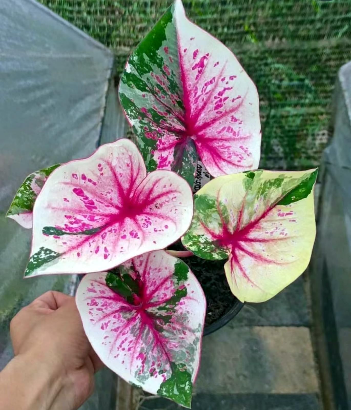 Elephant Ear/Crop for Planting Now UK/Strong Plants That Grow Well/Mix Golden Jade Carving Feels -15bulbs-7