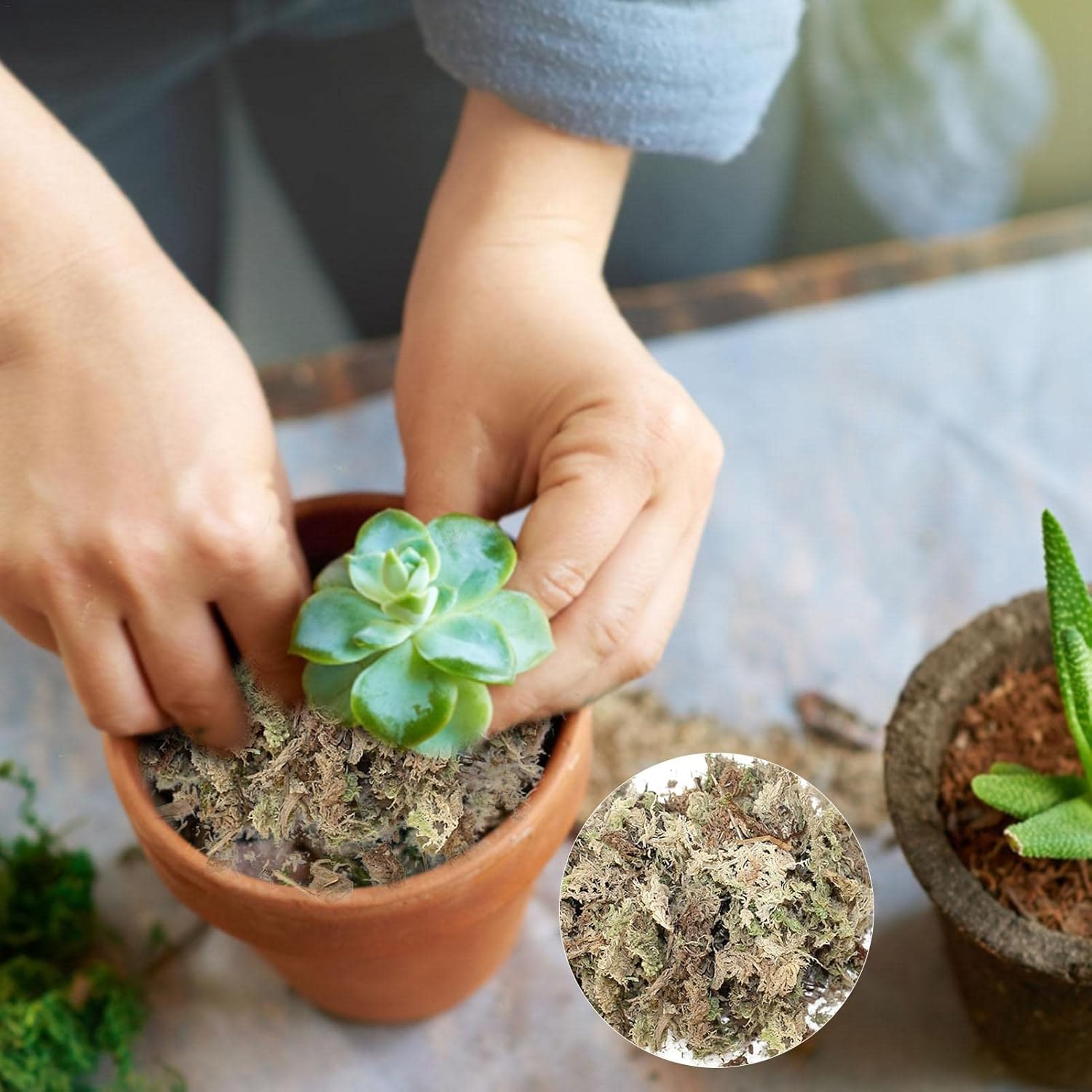 当季大流行 Shopparadise 天然水苔 ミズゴケ 水苔 モス乾燥 ミズゴケモス乾燥 天然肥料 水草基質 水耕用肥料 多肉植物 観葉植物 栽培用土 植木鉢 保湿 鉢土乾燥防止 胡蝶蘭 胡蝶ラン 蘭や山野草 観葉植物の栽培に Para Choque Com