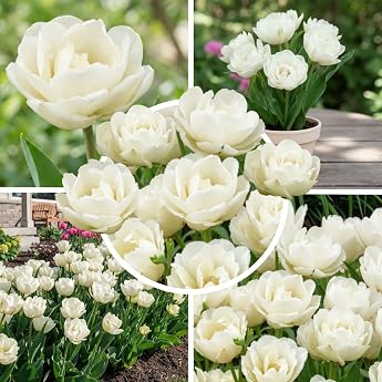 Tulip Bulbs Double White Magic 20 Bulbs Exclusive White Tulips from Holland Hardy and Perennial for Garden Pots Balcony from Amsterdam