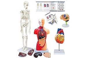 4-in-1 Anatomy Model Kit: Heart, Brain, Torso, Skeleton