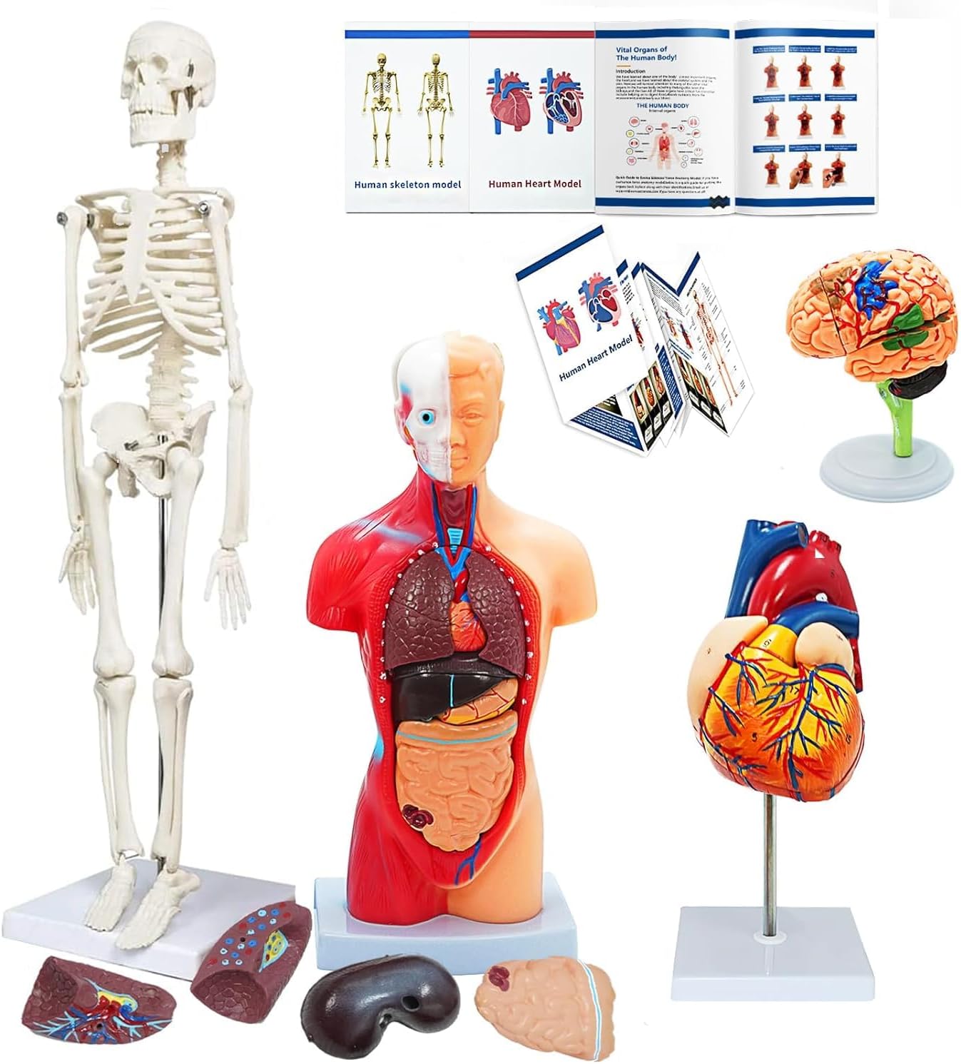 Human Anatomy Body Model Kit, Sets of 4 Human Heart Brain Torso and Skeleton Models Removable Parts with Anatomical Guide Booklet 3D Model Study for Kids Medical Student Educational Demonstration