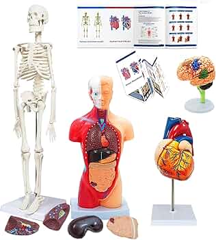 Human Body キット　英語 Amazon.com: Human Anatomy Body Model Kit, Sets of 4 Human Heart