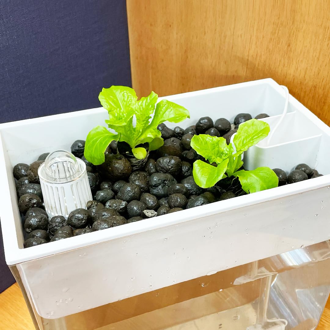 Amazon.co.jp: 水耕栽培用 ハイドロボール 室内 家庭菜園 大粒サイズ 2
