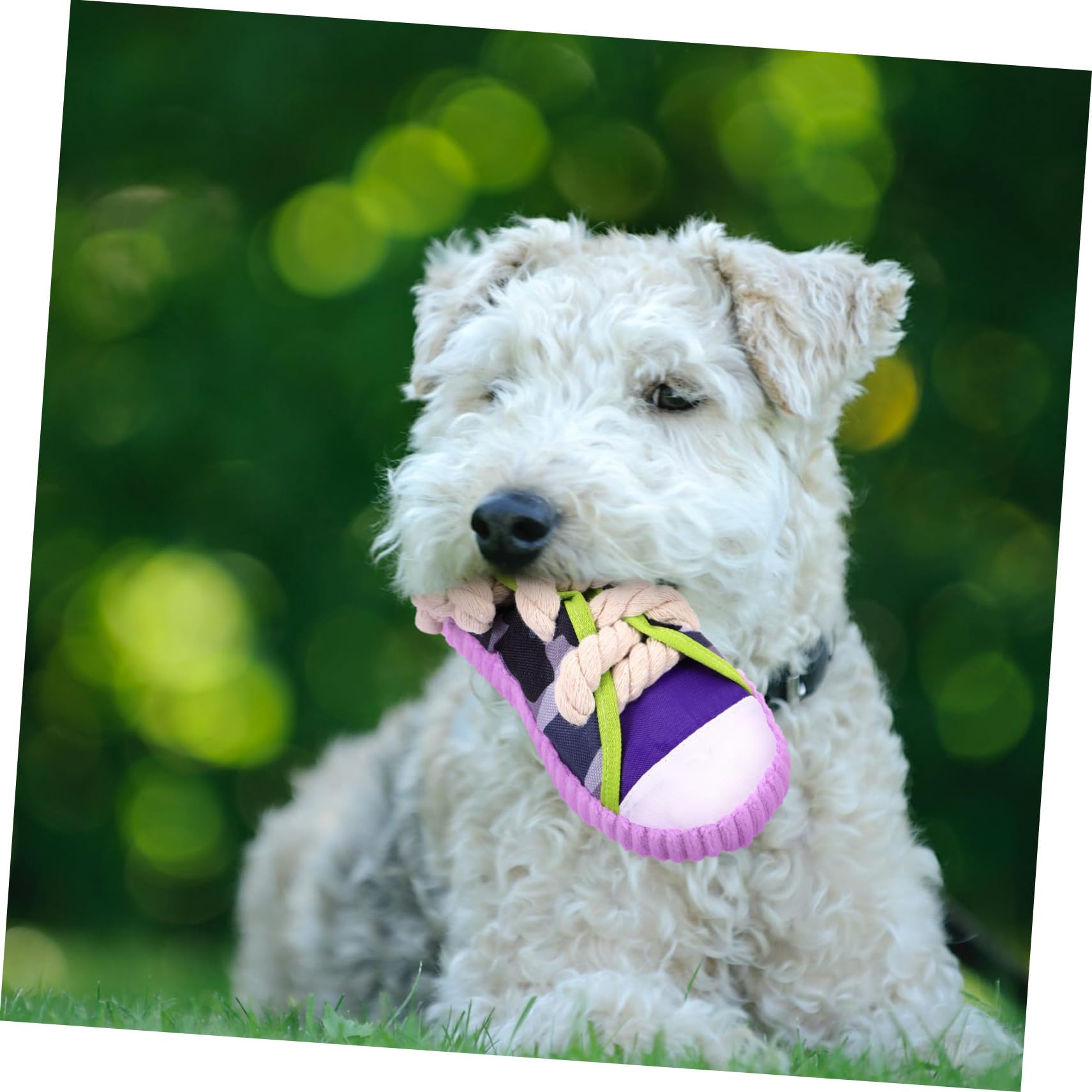 Luxshiny Jouet à Mâcher pour Chiens Petits De Chaussure, Jouet Sonore en Plastique Solide, Couleur Violet, pour Dents De Chiots Et Animaux De Compagnie