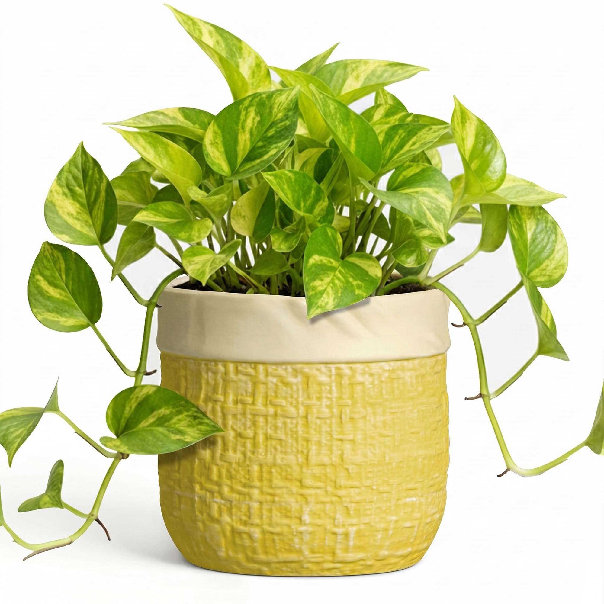 Pot de fleurs de 15,2 cm anti-pourriture des racines grâce au bouchon de drainage