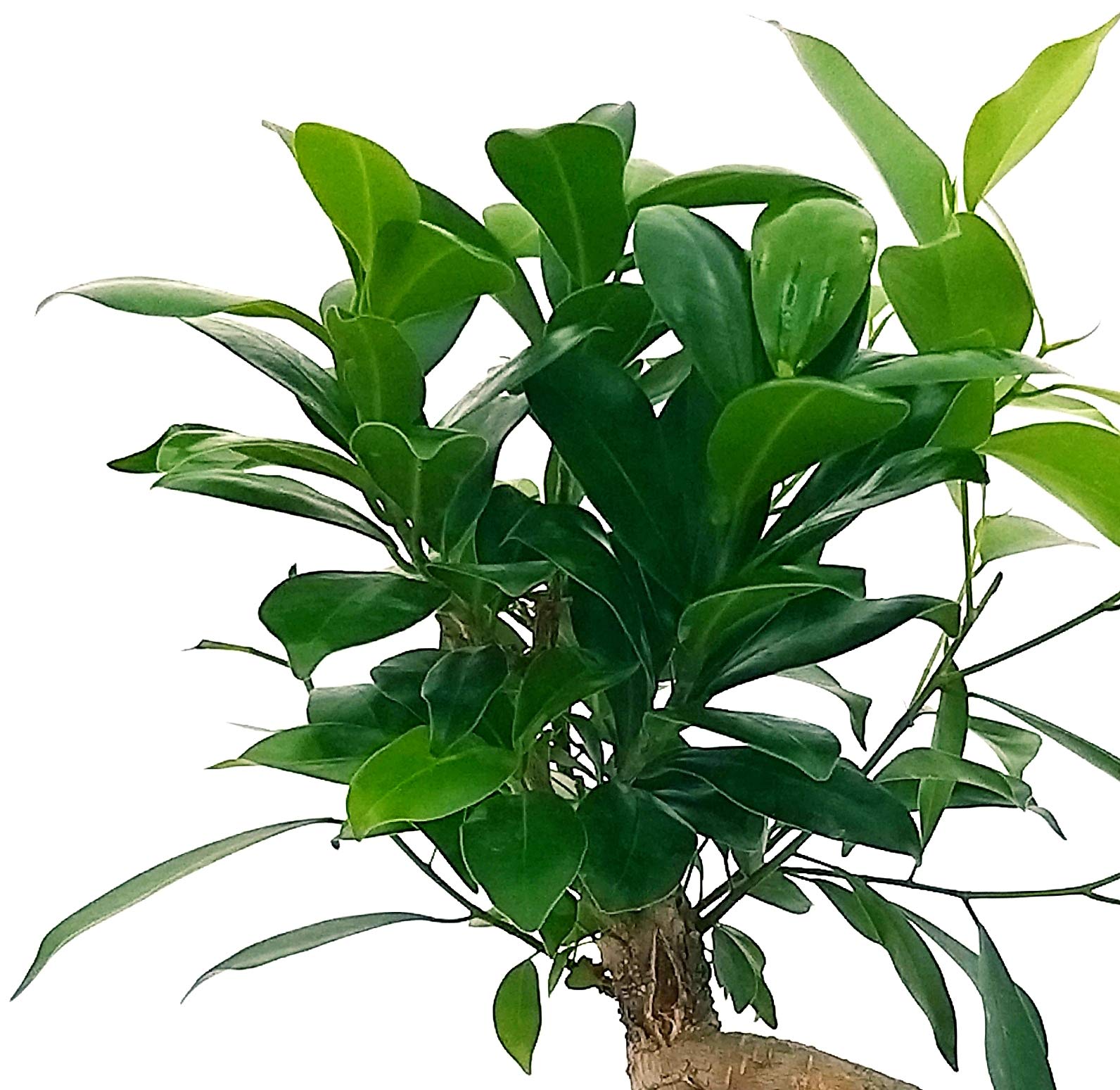 POWERS TO FLOWERS - FICUS ROBUSTA altezza 130/140cm, pianta vera