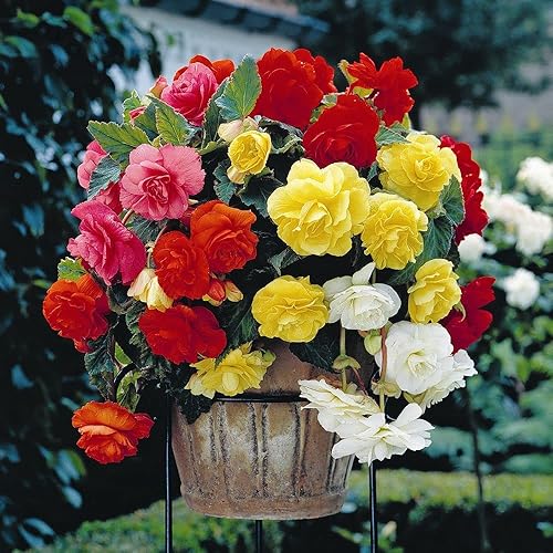 RAISE ME UP Seeds Wax Begonia - Mezcla de hojas grandes, flores anuales