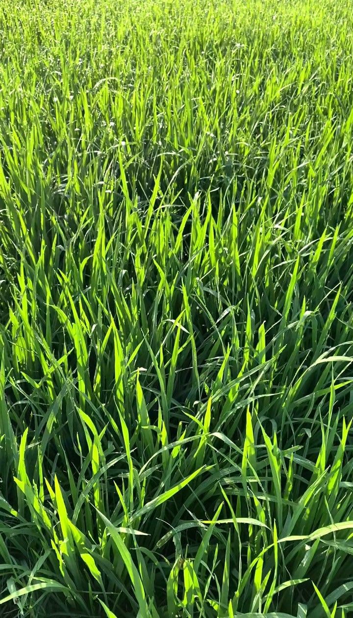 Imported Buffalo grass seeds Fast Growing and Durable For Gardening | Grass Seeds for Home and Gardening (pack of 50 grm) (B0DDC9QVQ5) Amazon Price History, Amazon Price Tracker