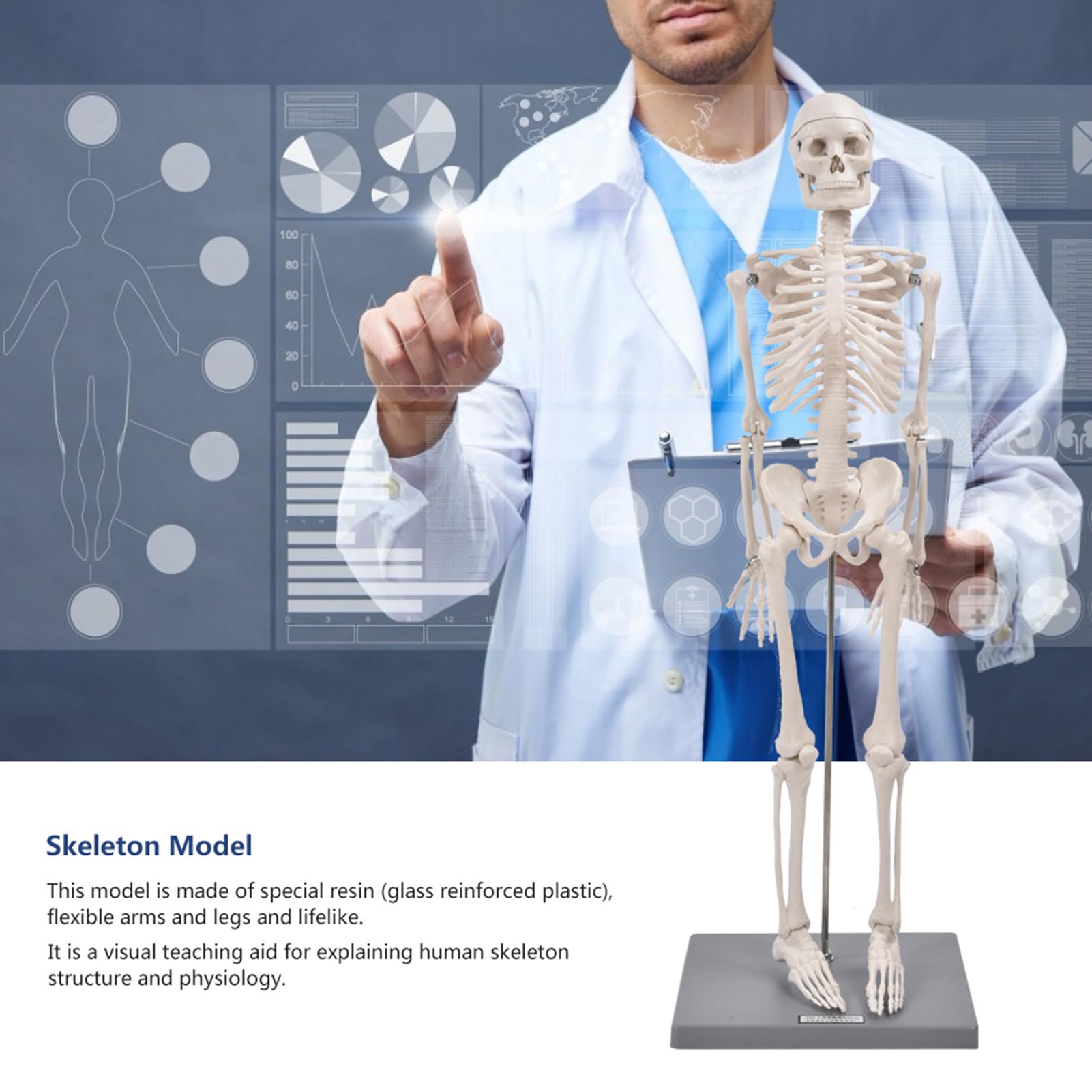 85cm Human Skeleton Model with Base, Ideal Anatomical Teaching Tool for Schools and Colleges, Comes with Stand and Flexible Arms and Legs, Made of Special Resin