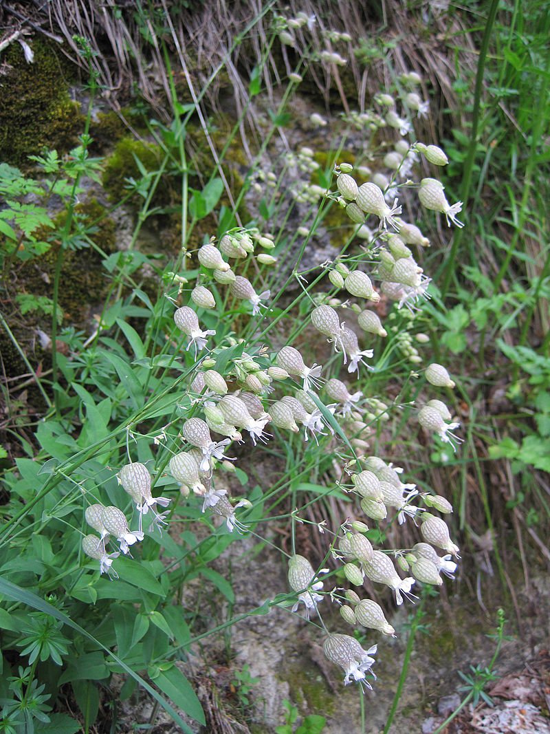 Silene Inflata, Stridolo, Sculpit, 1g approx 1500 seeds, untreated