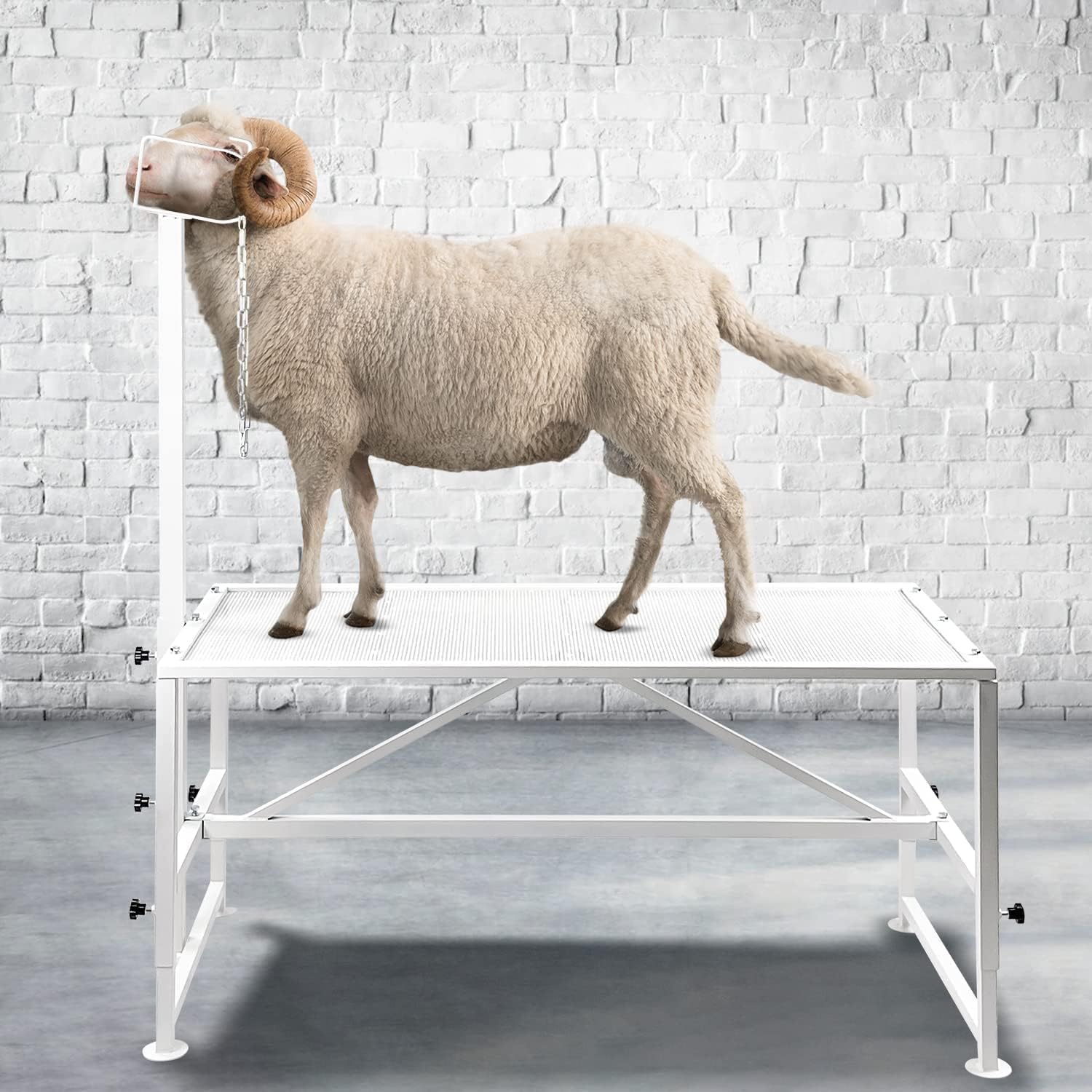 Belinova Metal Trimming Stand for Sheep and Goats，Premier