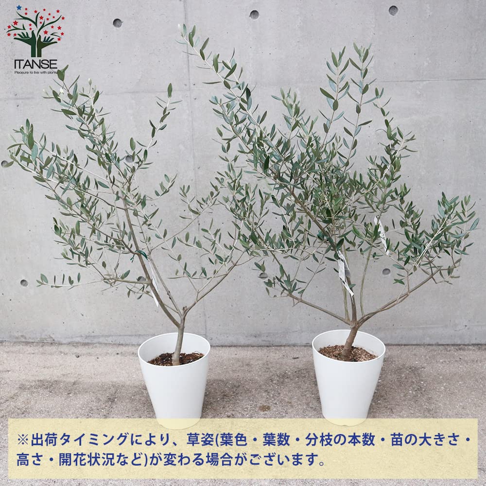 Amazon.co.jp: ITANSE オリーブ ルッカ 7号 白テーパード鉢 1個
