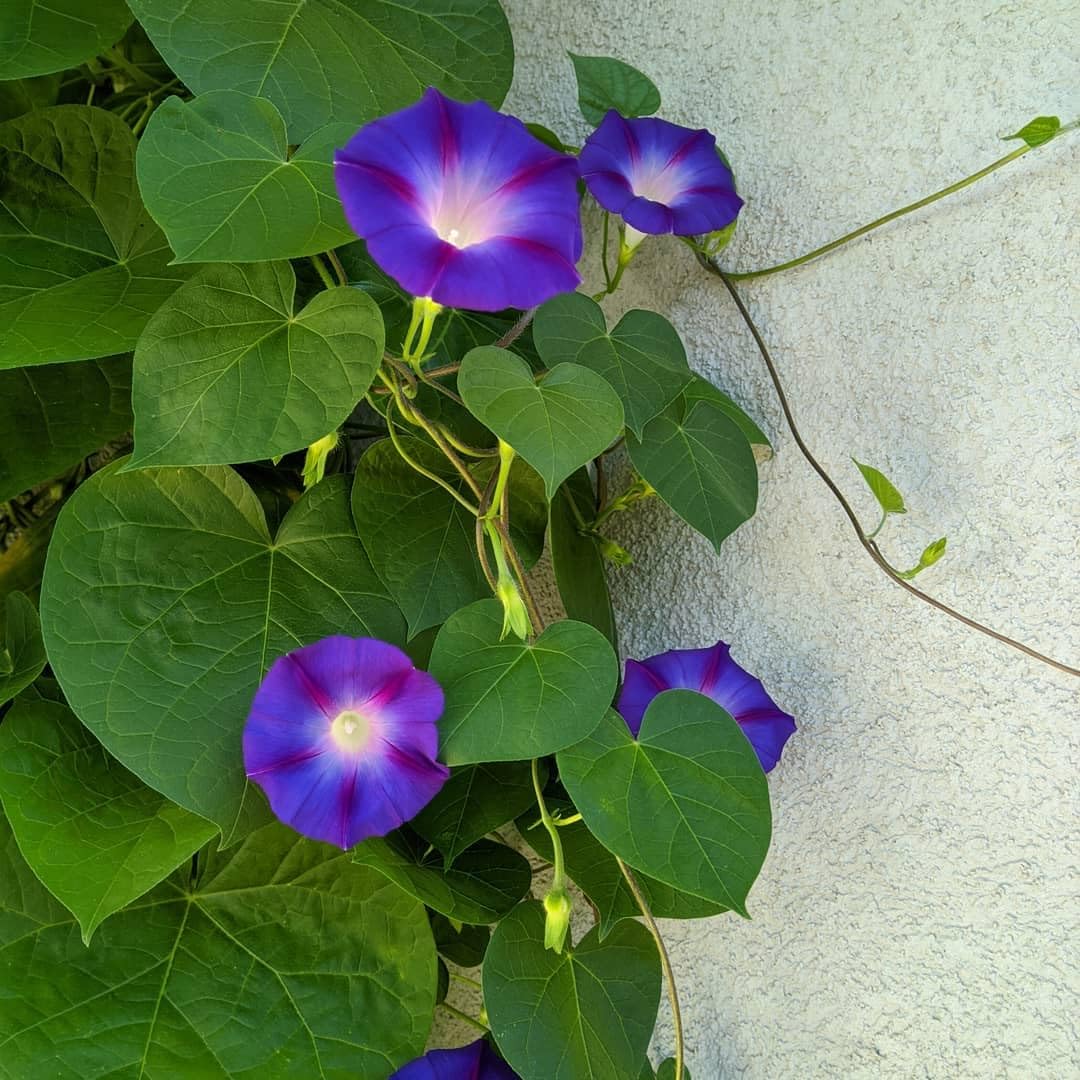 Morning glory flower plant live, Morning glory Ipomoea plant 1 live plant-image-30