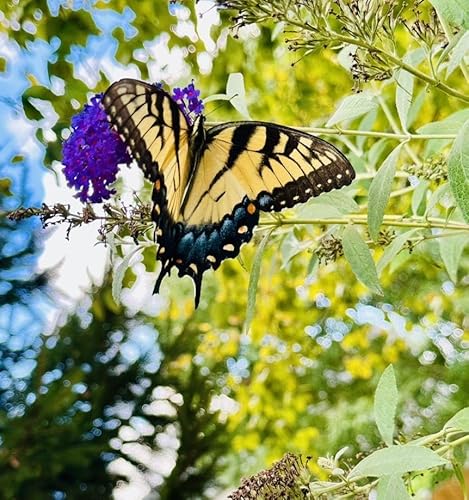 『Jes Butterfly』のカバーアート