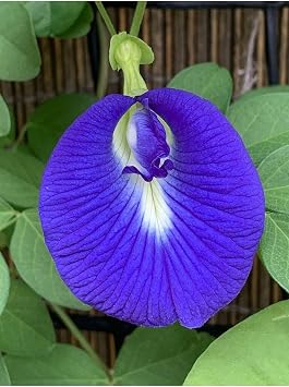 Butterfly Pea Blue Butterfly Wrap