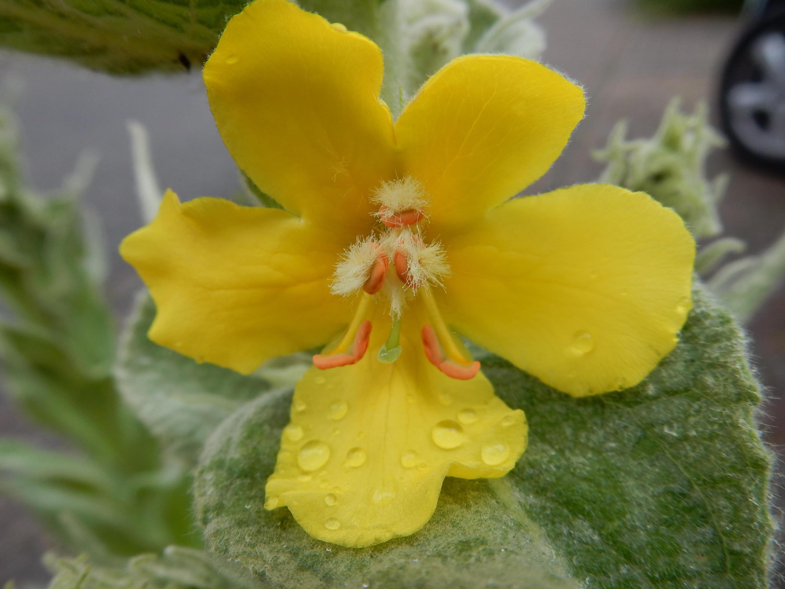 Großblütige Königskerze (Verbascum thapsiforme) Samen. Heilpflanze (20000 Samen = 2,2g)