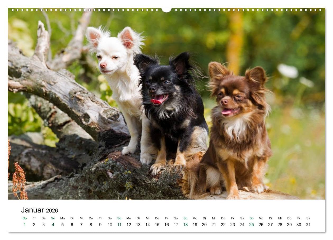 Chihuahuas - kleine Herzensbrecher (hochwertiger Premium Wandkalender 2026 DIN A2 quer), Kunstdruck in Hochglanz: Wunderschöne Outdoor Fotos der kleinen Hunderasse (CALVENDO Tiere)