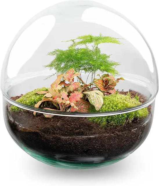 DIY Plant Terrarium Kit - Complete Ecosystem Set with 20cm Dome