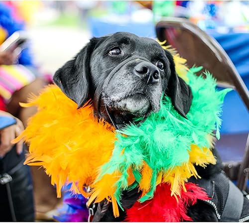 Miniatura 3 de 100 plumas de ganso teñidas naturales doradas, plumas de 3 a 5 pulgadas, plumas de colores surtidos para sombrero, manualidades, manualidades, boda,