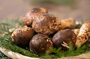 国産 長野県産 【天然 特大つぼみ 松茸 約330g前後】 特選品 3本 現品 国産 長野県産 【天然 特大つぼみ 松茸 約330g前後】 特選品 3本